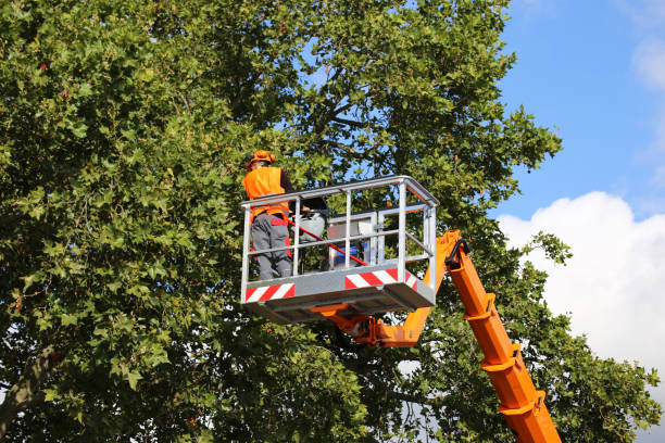 Why Choose Our Tree Removal Services in Lowellville, OH?