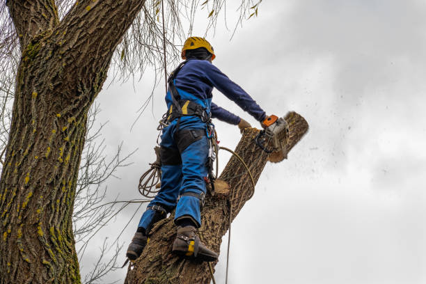 Best Stump Grinding and Removal  in Lowellville, OH